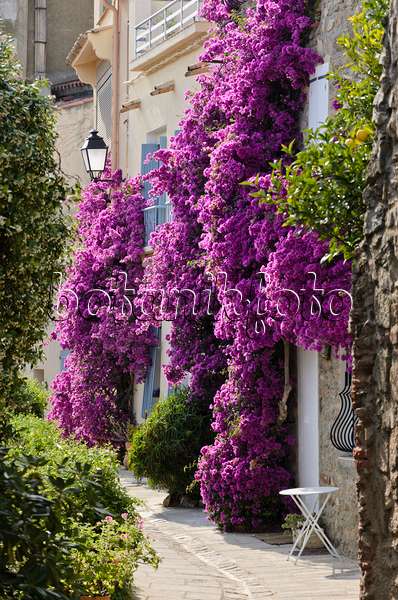 569062 - Bougainvillea at an old town house, Grimaud, France