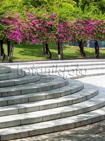 411050 - Bougainvillea behind stone stairs, Sundial Plaza, Marina City Park, Singapore