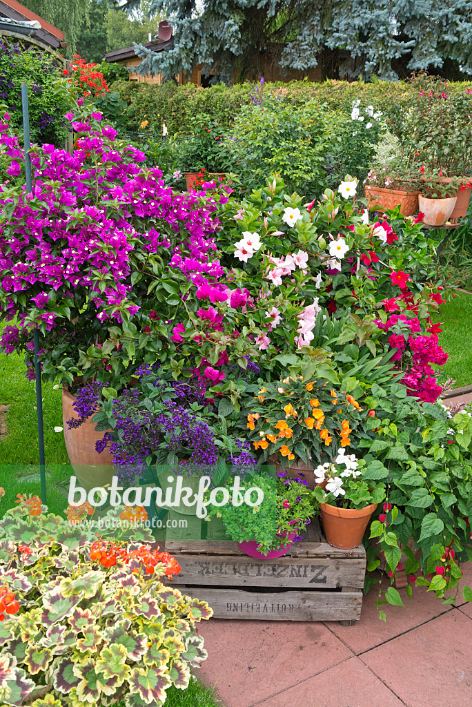 546061 - Bougainvillea, garden heliotrope (Heliotropium arborescens), Brazilian jasmine (Mandevilla syn. Dipladenia) and begonias (Begonia)