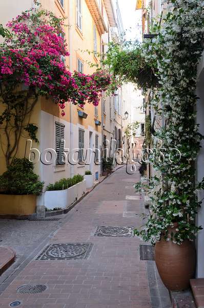 569043 - Bougainvillea and star jasmine (Trachelospermum) in an old town alley, Antibes, France