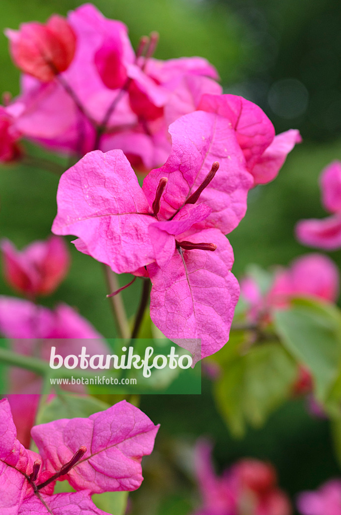 496409 - Bougainvillée (Bougainvillea x buttiana)