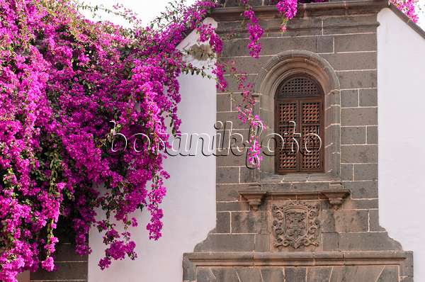 564252 - Bougainvillée (Bougainvillea) devant une église, Las Palmas, Gran Canaria, Espagne