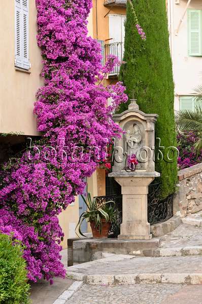569015 - Bougainvillée (Bougainvillea) devant une maison de la vieille ville, Cannes, France