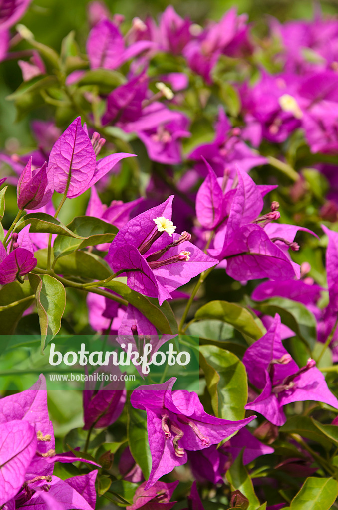 497316 - Bougainvillée (Bougainvillea glabra 'Sanderiana')