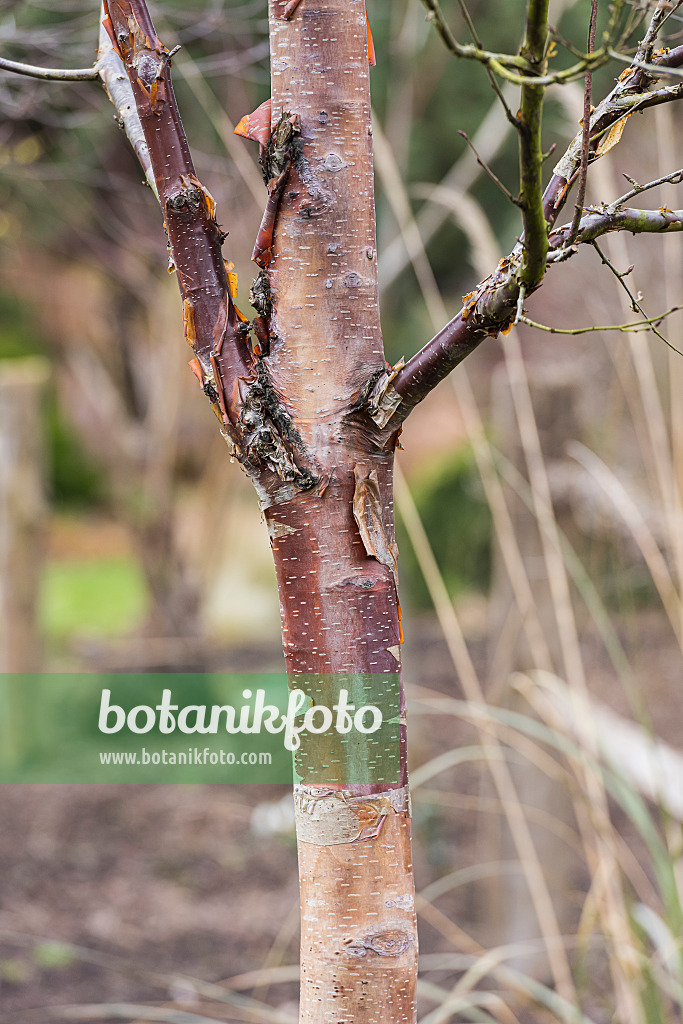 625130 - Bouleau de l'Himalaya (Betula utilis 'Wakehurst Place Chocolate')