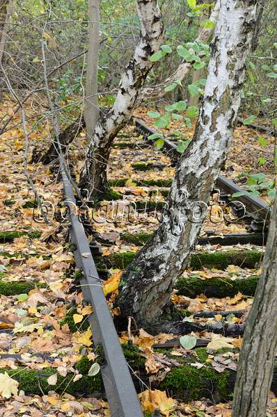 526011 - Bouleau verruqueux (Betula pendula) entre les rails d'un dépôt de marchandises abandonné, réserve naturelle de Schöneberger Südgelände, Berlin, Allemagne