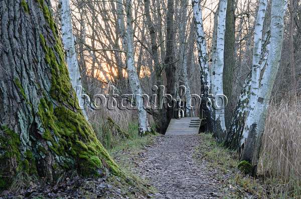 527013 - Bouleaux (Betula) chez un sentier de randonnée, réserve de biosphère de Spreewald, Allemagne