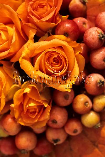 433224 - Bouquet avec des roses et des pommes