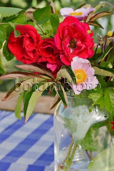 475053 - Bouquet de roses dans un bocal