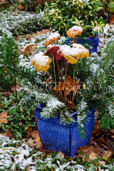 466078 - Bouquet funéraire avec des parties de plantes colorées