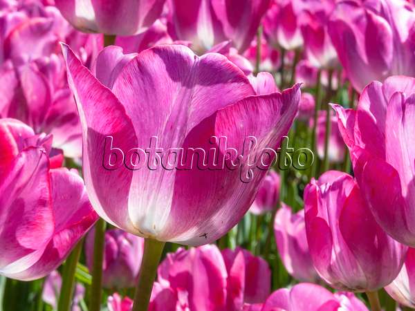 401184 - Bouquet tulip (Tulipa Cloud Nine)