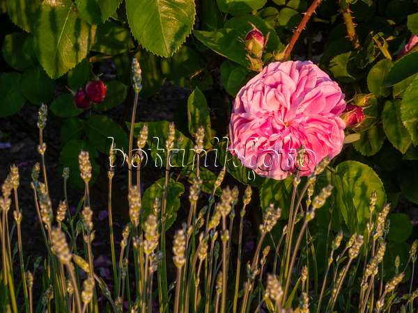 414017 - Bourbon rose (Rosa Gros Choux de Hollande) and lavender (Lavandula)