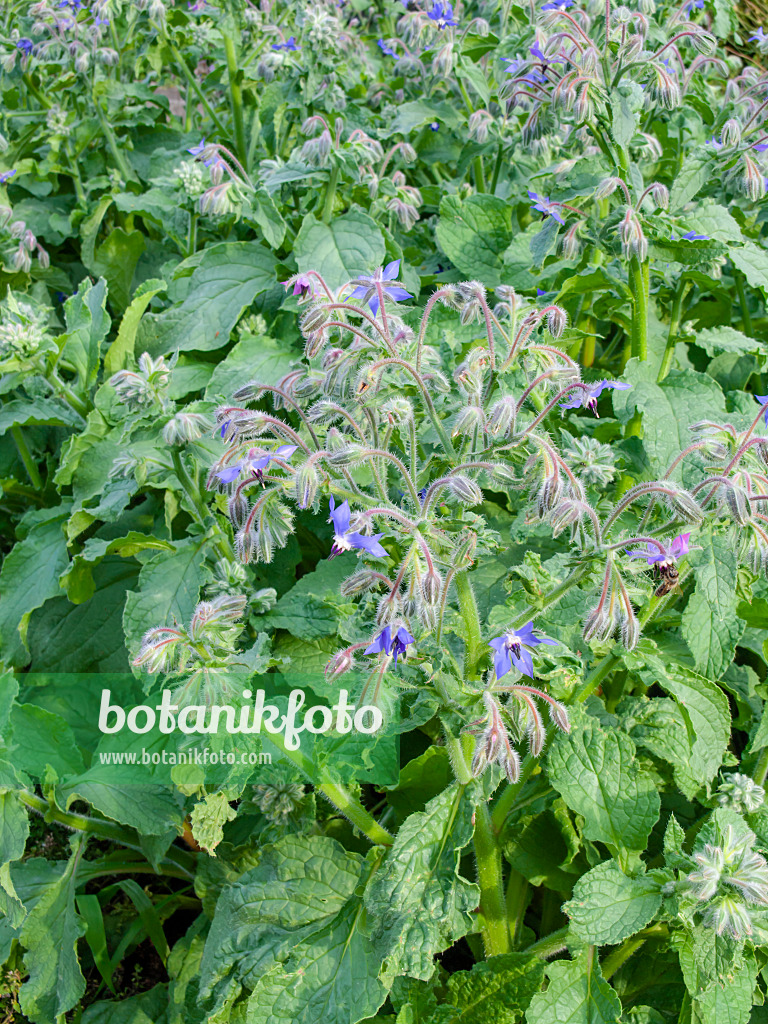 449047 - Bourrache officinale (Borago officinalis)