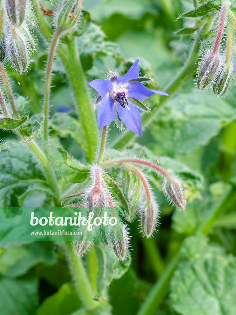 449048 - Bourrache officinale (Borago officinalis)