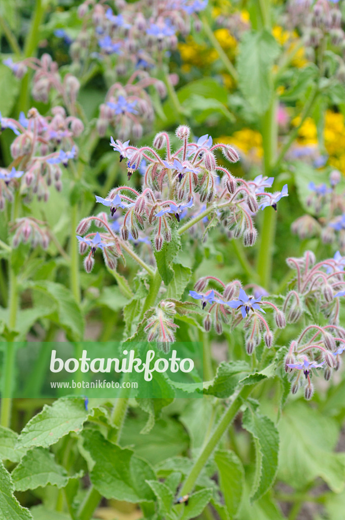 486066 - Bourrache officinale (Borago officinalis)