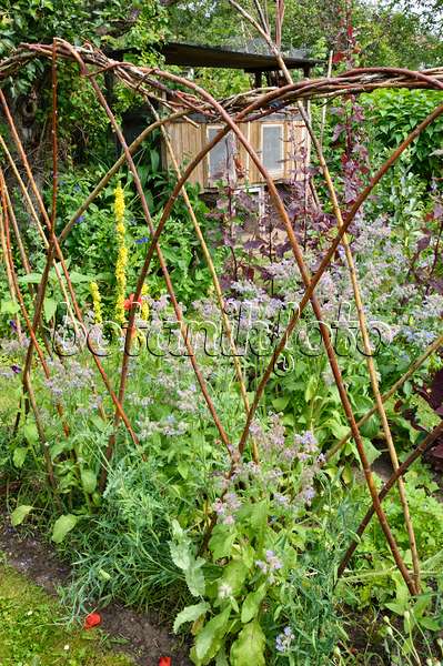 474132 - Bourrache officinale (Borago officinalis) dans un jardin potager avec une cabane à lapins