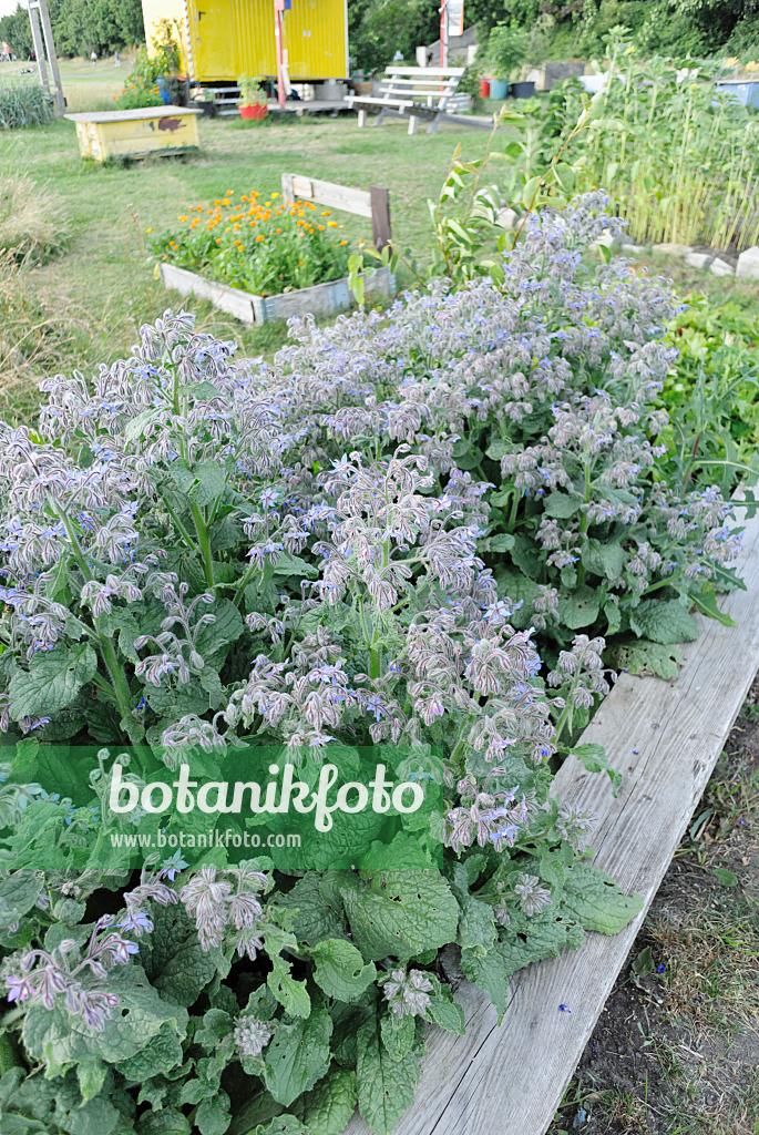 534128 - Bourrache officinale (Borago officinalis) dans un jardin partagé, Tempelhofer Freiheit, Berlin, Allemagne