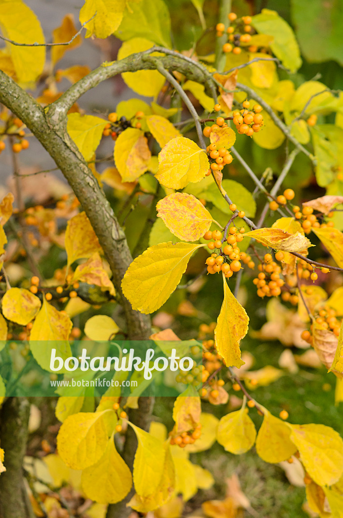 525067 - Bourreau des arbres (Celastrus orbiculatus)