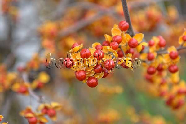 575047 - Bourreau des arbres (Celastrus rosthornianus)