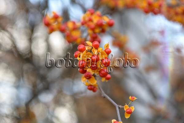 575048 - Bourreau des arbres (Celastrus rosthornianus)