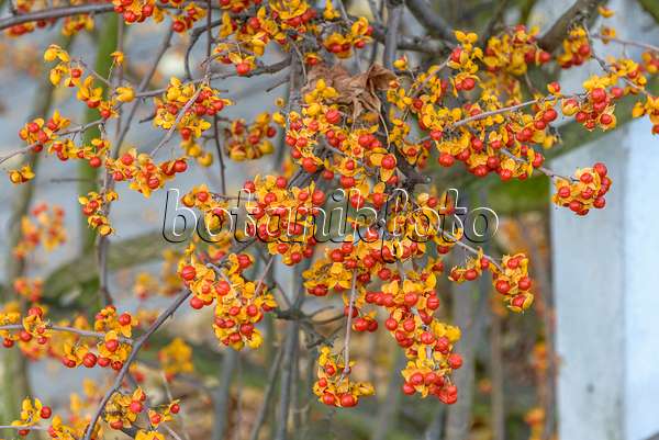 575049 - Bourreau des arbres (Celastrus rosthornianus)
