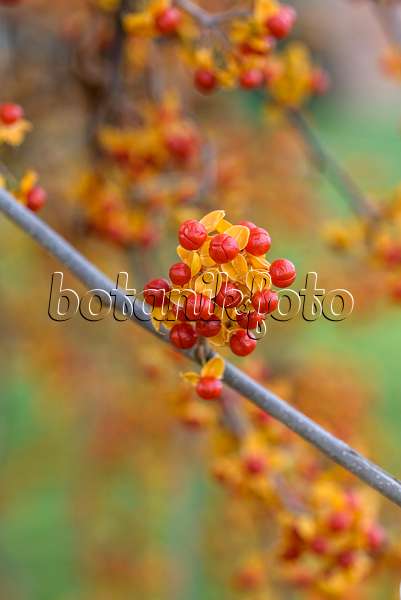 575051 - Bourreau des arbres (Celastrus rosthornianus)