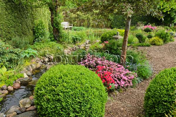 544128 - Boxwood (Buxus) and azaleas (Rhododendron) at an brook