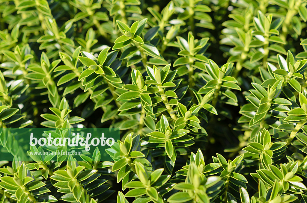 535069 - Boxwood hebe (Hebe odora 'New Zealand Gold')