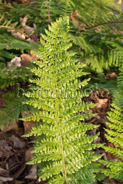 576016 - Braun's shield fern (Polystichum braunii)