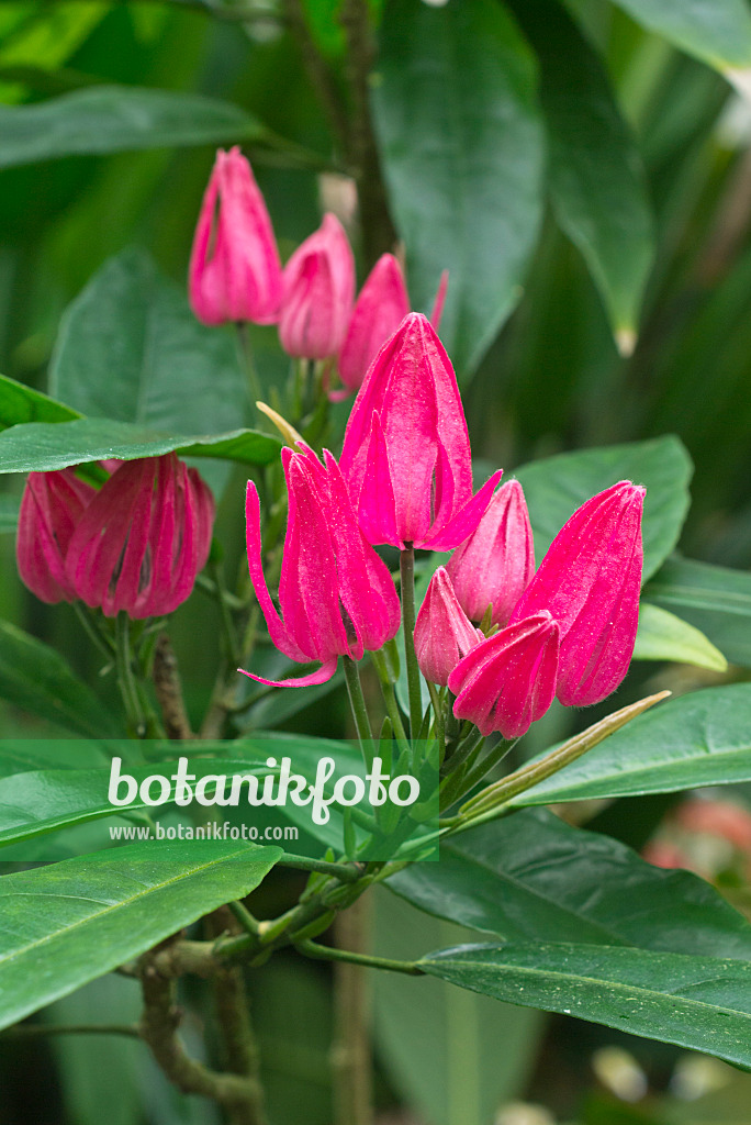 554011 - Brazilian candles (Pavonia multiflora)