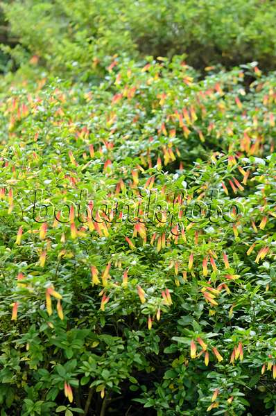 529081 - Brazilian fuchsia (Justicia rizzinii syn. Jacobinia pauciflora)