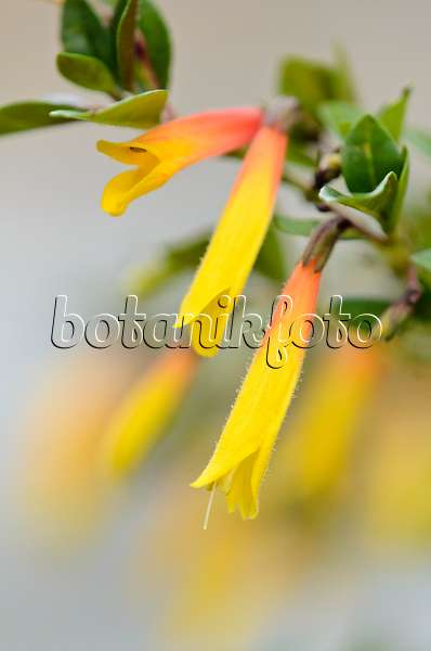 553091 - Brazilian fuchsia (Justicia rizzinii syn. Jacobinia pauciflora)