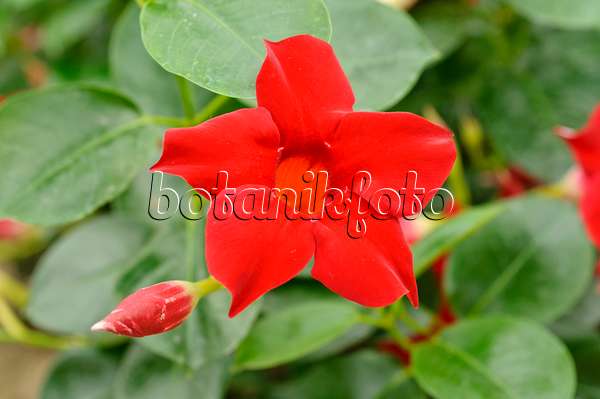 474217 - Brazilian jasmine (Mandevilla sanderi syn. Dipladenia sanderi)