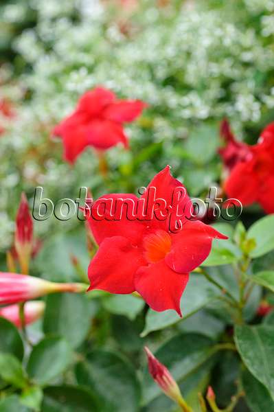 477080 - Brazilian jasmine (Mandevilla sanderi syn. Dipladenia sanderi)