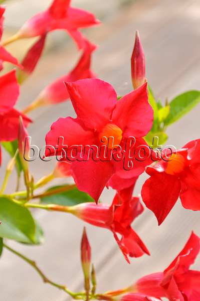 487045 - Brazilian jasmine (Mandevilla sanderi syn. Dipladenia sanderi)