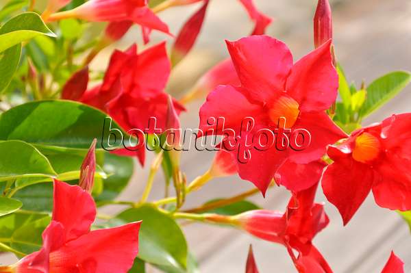 487046 - Brazilian jasmine (Mandevilla sanderi syn. Dipladenia sanderi)