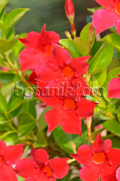487047 - Brazilian jasmine (Mandevilla sanderi syn. Dipladenia sanderi)