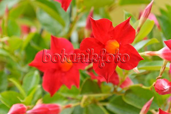 487048 - Brazilian jasmine (Mandevilla sanderi syn. Dipladenia sanderi)