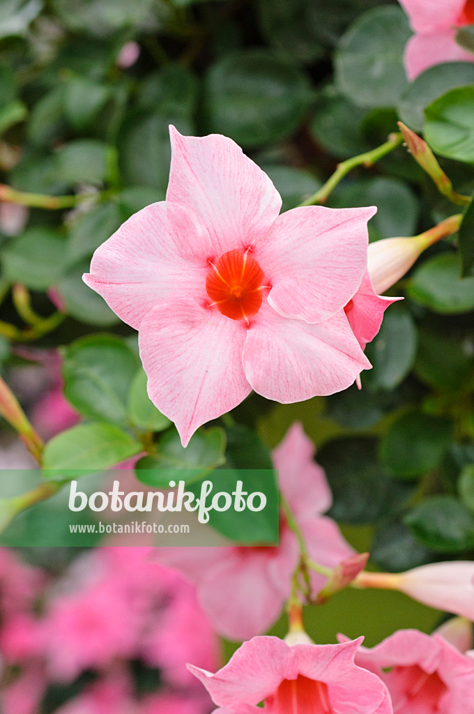 477075 - Brazilian jasmine (Mandevilla sanderi 'Sundaville Classic Cream Pink' syn. Dipladenia sanderi 'Sundaville Classic Cream Pink')