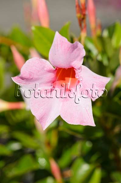 548026 - Brazilian jasmine (Mandevilla sanderi 'Sundaville Cream Pink' syn. Dipladenia sanderi 'Sundaville Cream Pink')