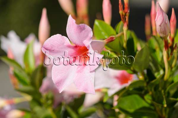 548027 - Brazilian jasmine (Mandevilla sanderi 'Sundaville Cream Pink' syn. Dipladenia sanderi 'Sundaville Cream Pink')