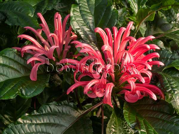 408004 - Brazilian plume flower (Justicia carnea syn. Jacobinia carnea)