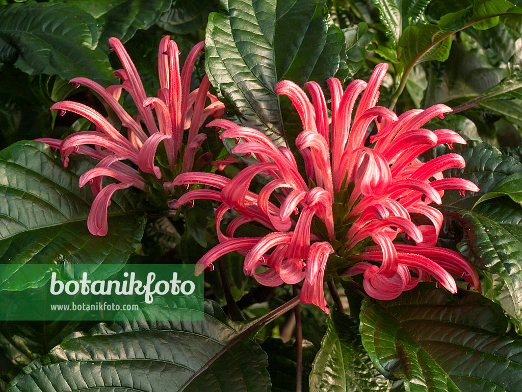 408004 - Brazilian plume flower (Justicia carnea syn. Jacobinia carnea)