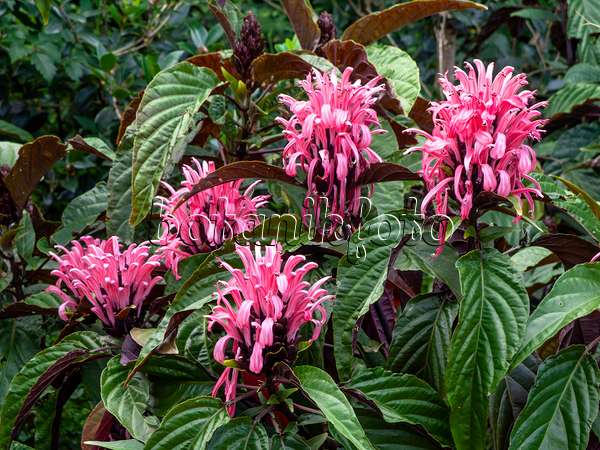 454185 - Brazilian plume flower (Justicia carnea syn. Jacobinia carnea)