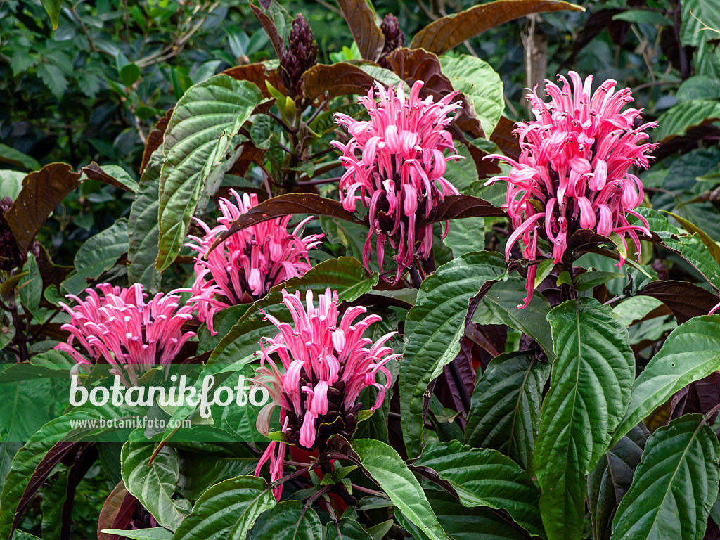 454185 - Brazilian plume flower (Justicia carnea syn. Jacobinia carnea)