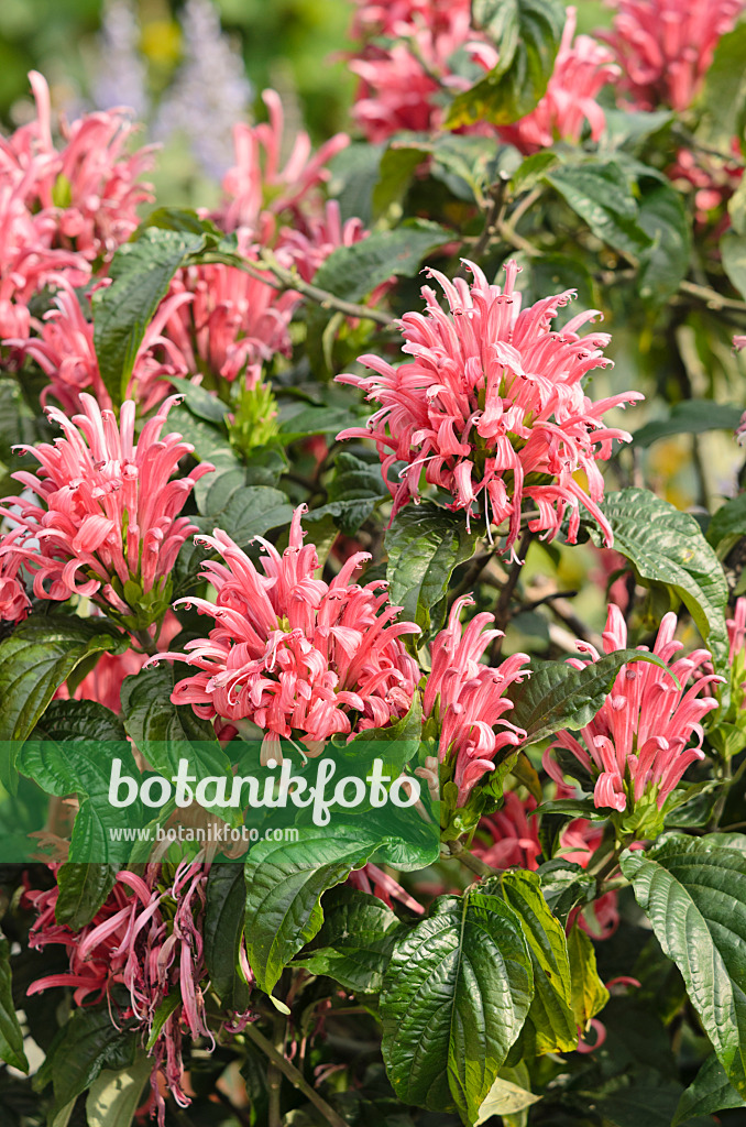 536147 - Brazilian plume flower (Justicia carnea syn. Jacobinia carnea)