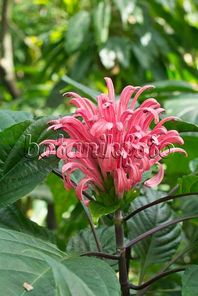556090 - Brazilian plume flower (Justicia carnea syn. Jacobinia carnea)