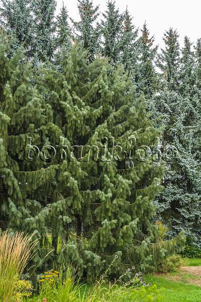 535416 - Brewer's weeping spruce (Picea breweriana)