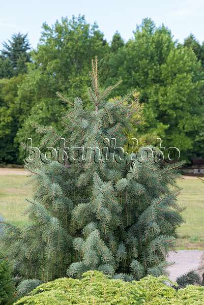 638181 - Brewer's weeping spruce (Picea breweriana)
