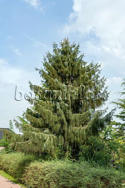 651431 - Brewer's weeping spruce (Picea breweriana)